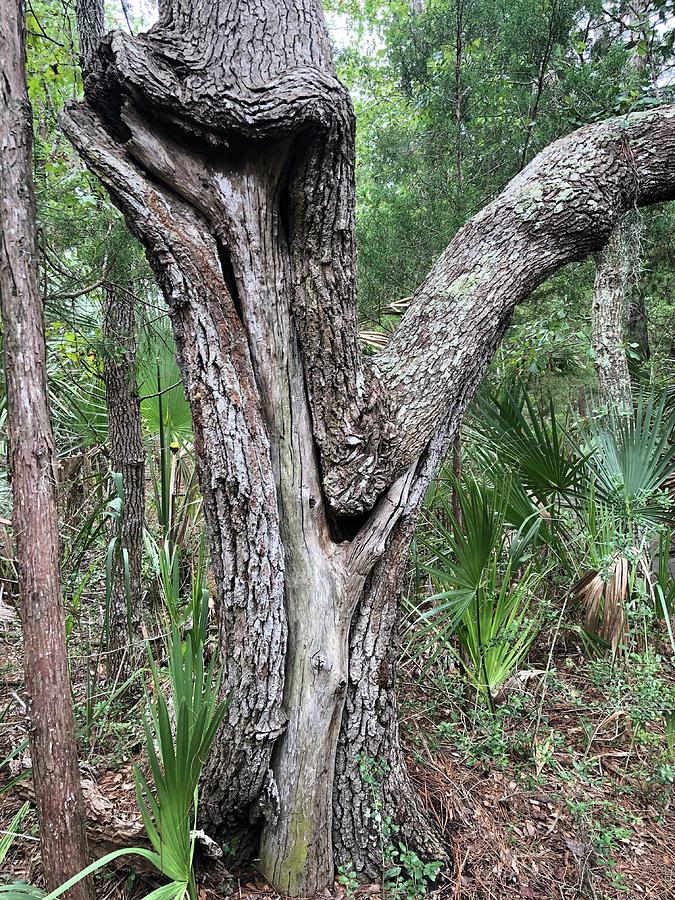 Tree In A Tree Photograph By Laura Zajac Neumann Pixels