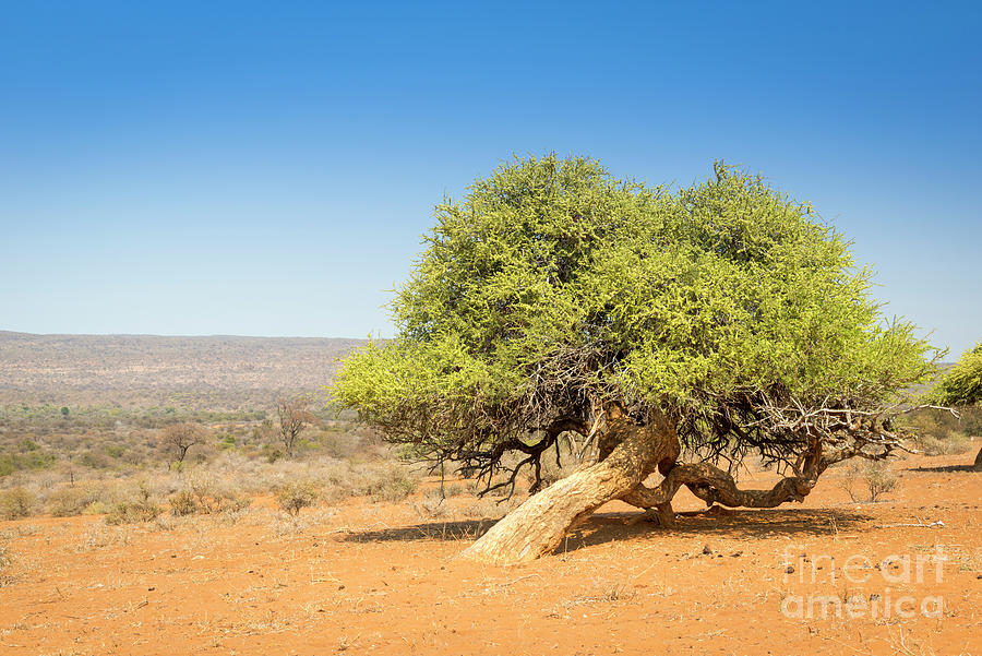 Tree in Africa Photograph by THP Creative