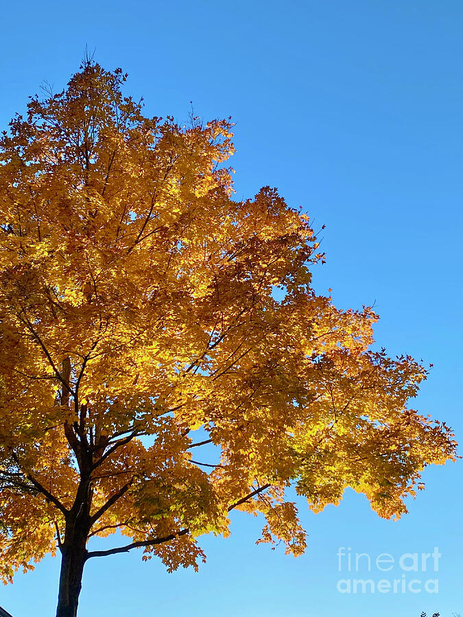 Tree in Autumn Photograph by Leslie Brashear Tree in Autumn Photograph by Leslie Brashear