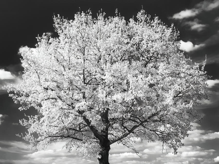 Tree in Black and White Photograph by Wim Lanclus
