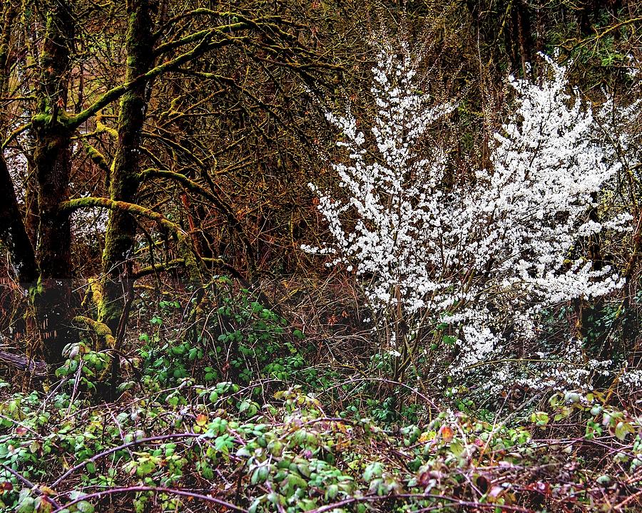 Tree In Bloom Photograph by Jerry Sodorff