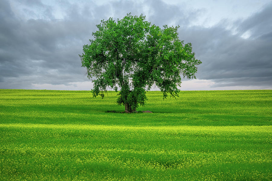 Tree in Canola Field Photograph by John Wilbur Tree in Canola Field Photograph by John Wilbur
