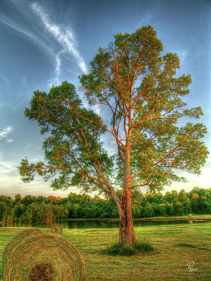 Tree In Field Photograph by Robert Harris