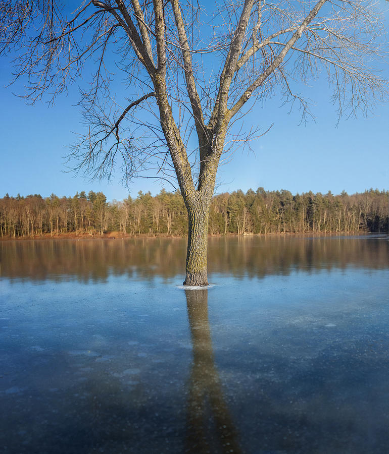 Tree in Flooded Frozen Lake Photograph by MomentousPhotoVideo