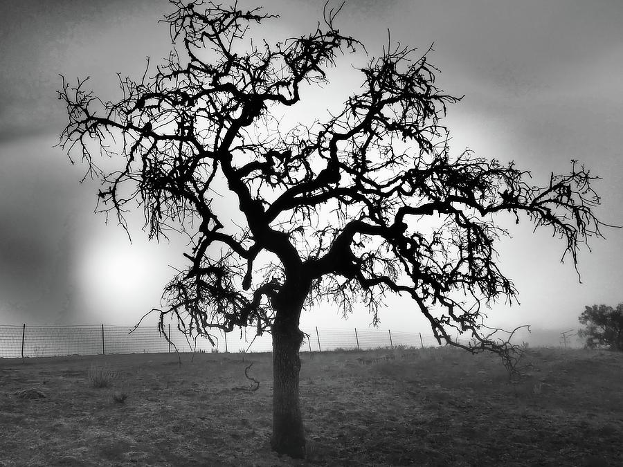Tree In Fog Photograph by Denise Benson