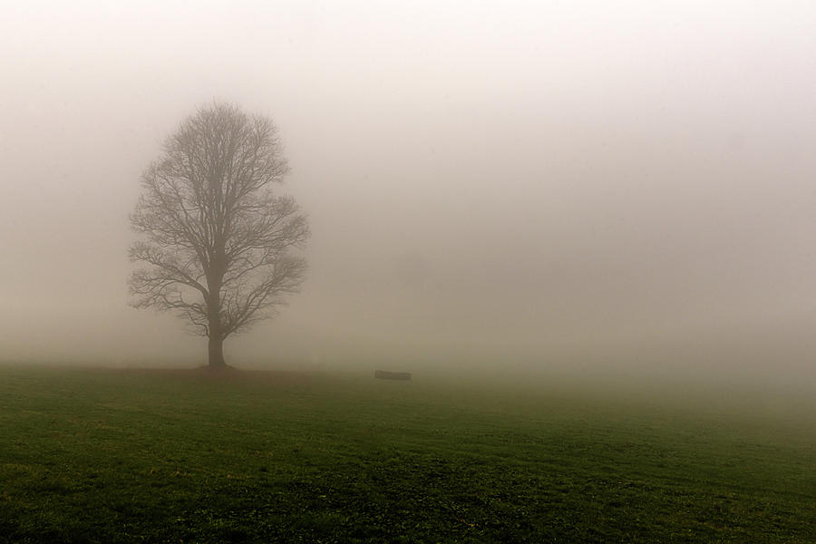 Tree in fog Photograph by Wolfgang Stocker