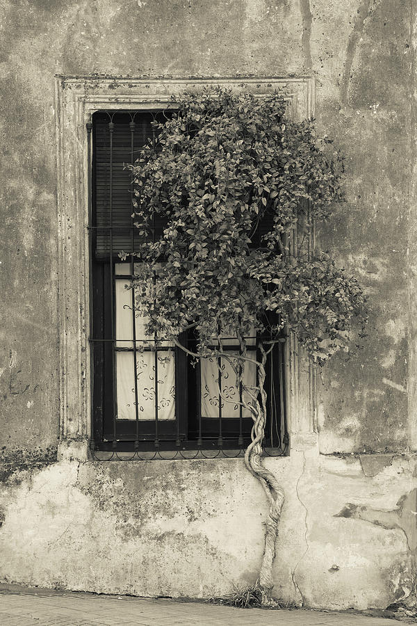 Tree in front of the window of a house, Calle San Jose, Colonia Del Sacramento, Uruguay Photograph by Panoramic Images