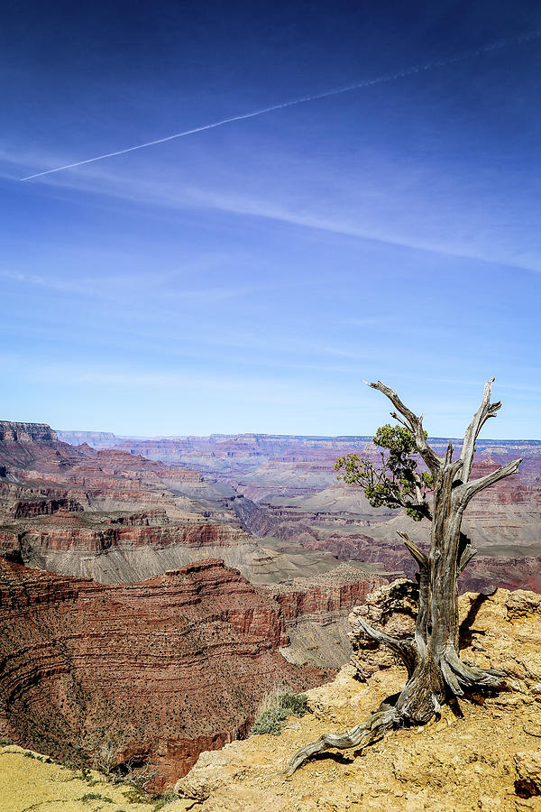 Tree In Grand Canyon Photograph by Alberto Zanoni