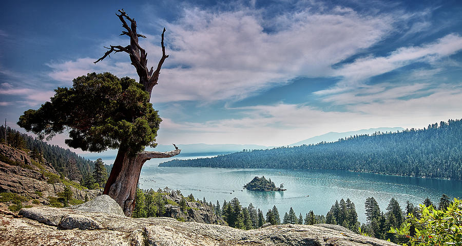 Tree in Lake Tahoe Photograph by Jon Glaser