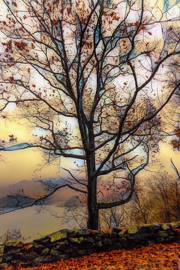 Fall Photograph - Tree in Late Autumn Abstract by Debra and Dave Vanderlaan