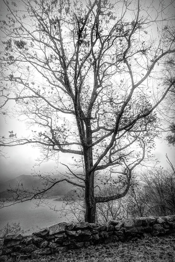 Fall Photograph - Tree in Late Autumn in Black and White by Debra and Dave Vanderlaan
