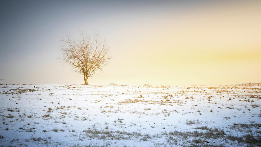 Tree In Mississippi Snow At Sunset Photograph by Jordan Hill