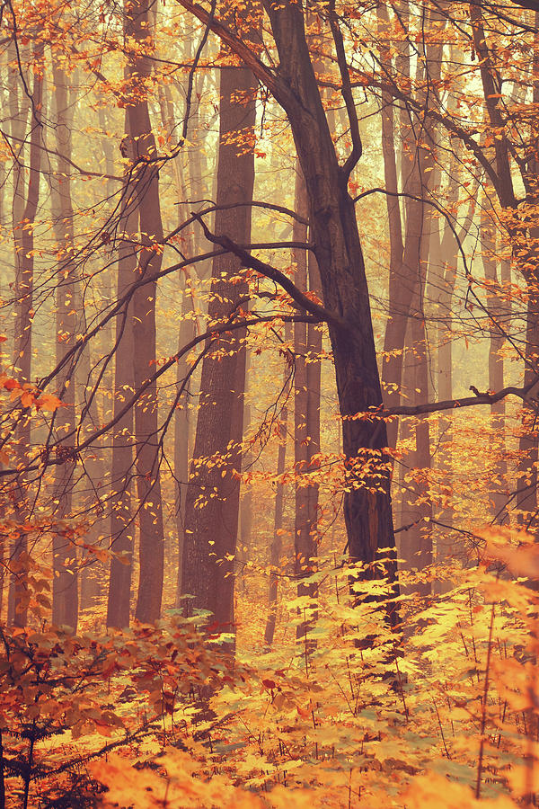 Tree Photograph - Tree in Misty Golden Autumn 1 by Jenny Rainbow