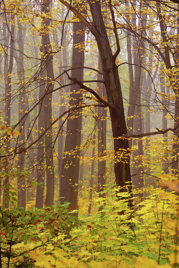 Tree in Misty Golden Autumn 2 Photograph by Jenny Rainbow