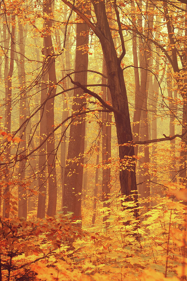 Tree Photograph - Tree in Misty Golden Autumn by Jenny Rainbow