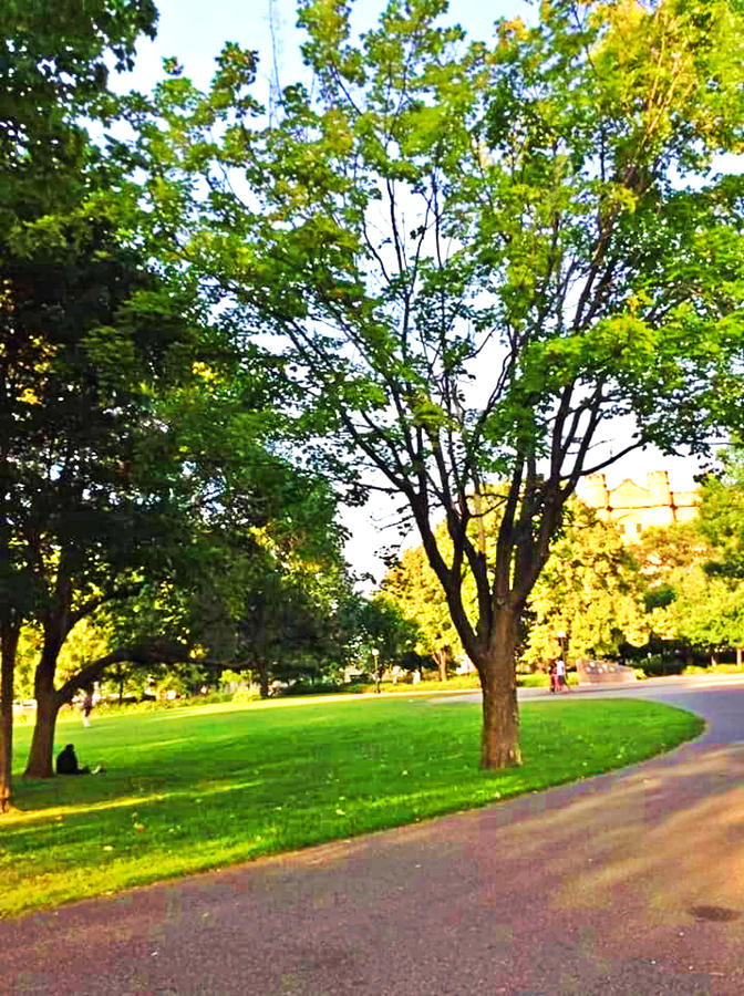 Tree In Ottawa Park Buy Now Photograph by Nature And Animals Shop Pixels