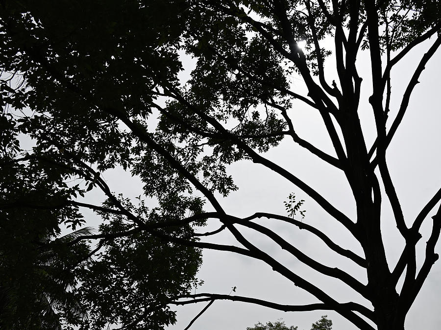 Tree in Silhouette Photograph by Richard Oon - Fine Art America