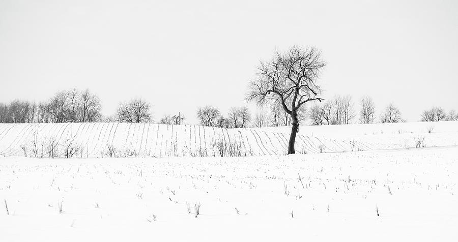 Tree in Snow,  2 Photograph by Steven Ralser