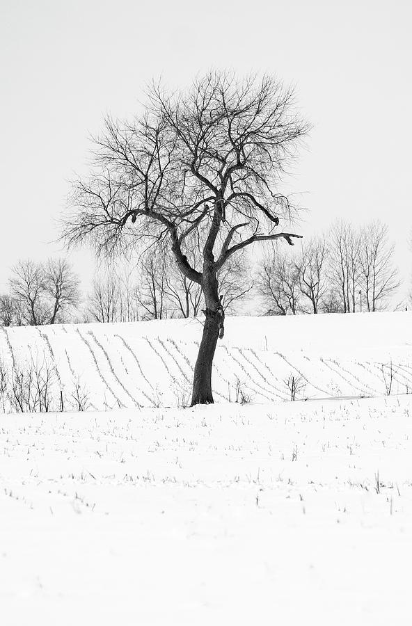 Tree in Snow, Wisconsin, USA Photograph by Steven Ralser
