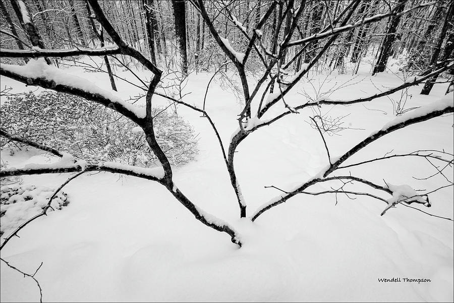 Tree in Snow Photograph by Wendell Thompson