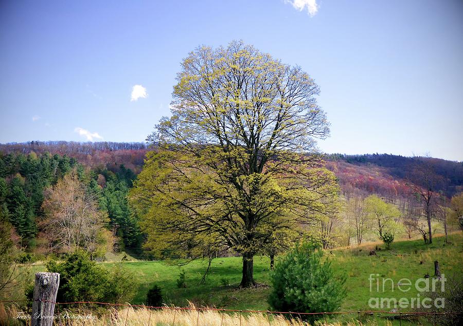 Spring Photograph - Tree in Springtime by Teena Bowers