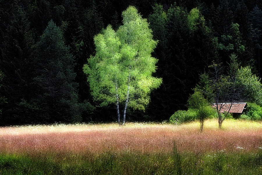 Tree in the field Photograph by Wolfgang Stocker