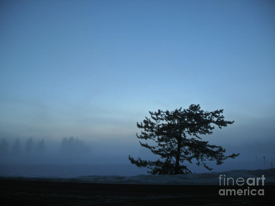 Tree in the fog Photograph by Cindy Murphy