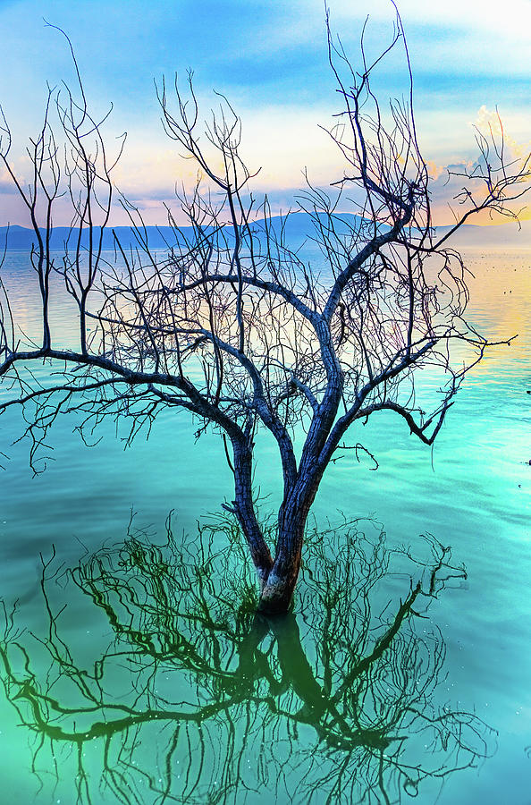 Tree in the Lake Photograph by Tommy Farnsworth