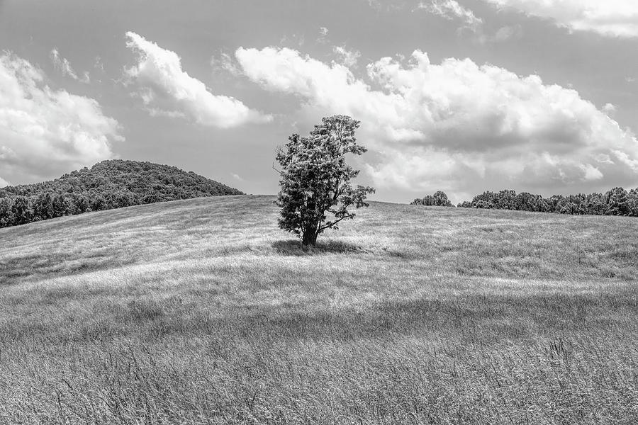 Tree in the Middle Alone Black and White Photograph by Debra and Dave Vanderlaan