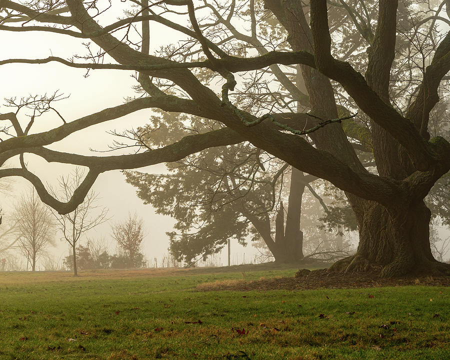 Tree in the Mist Photograph by William Bretton
