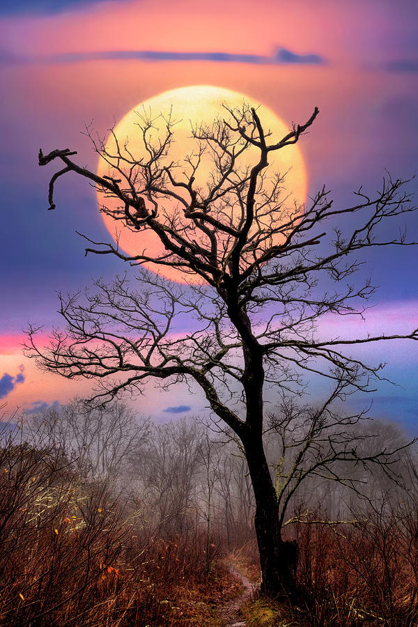 Tree in the Moon Appalachian Trail Photograph by Debra and Dave Vanderlaan