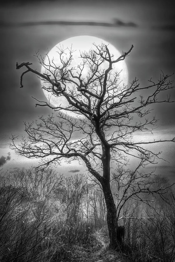 Tree in the Moon Appalachian Trail in Black and White Photograph by Debra and Dave Vanderlaan
