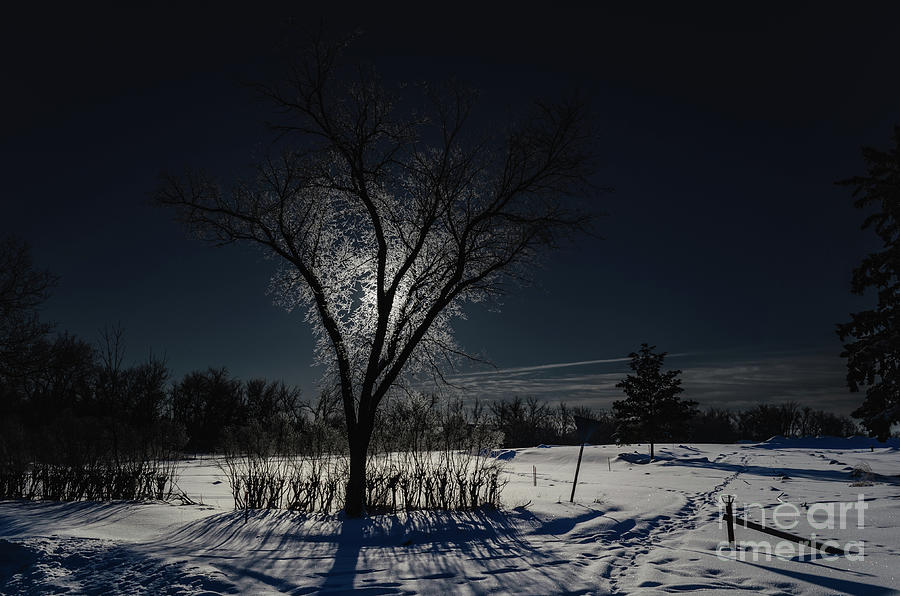 Tree In The Moonlight Photograph
