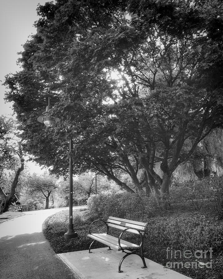 Tree in the Park with Bench black and white Photograph by Maria Janicki