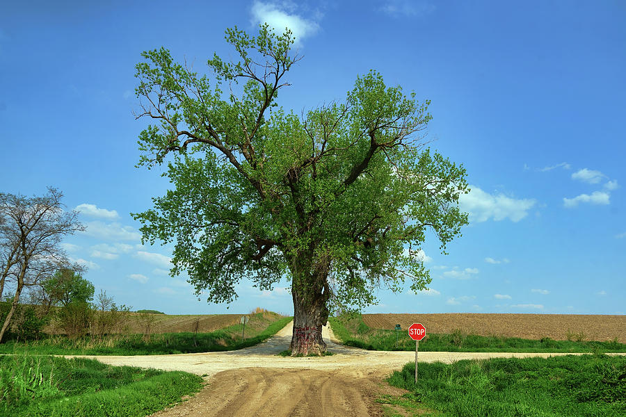 Tree in the Road - No 2 - Iowa Photograph by Nikolyn McDonald