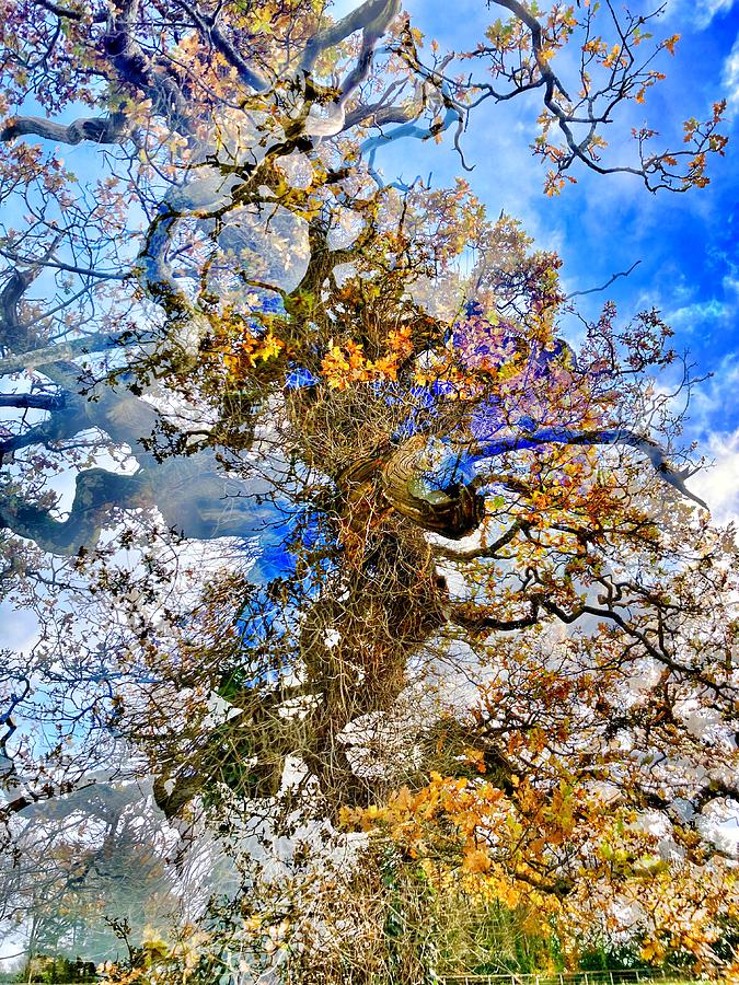 Tree in the Sky Digital Art by William Pattengill