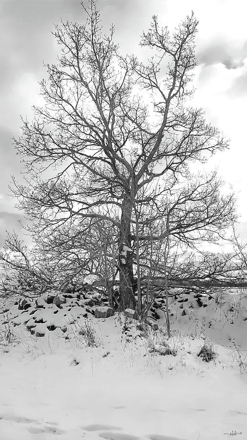 Tree in the Snow Photograph by Elaine Berger