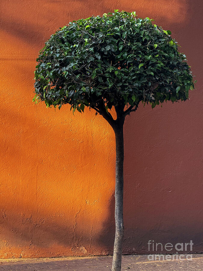 Tree in the Sunlight Photograph by Leslie Brashear Tree in the Sunlight Photograph by Leslie Brashear