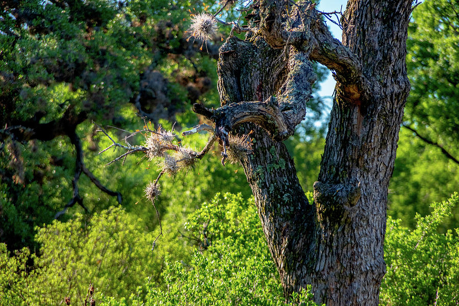 Tree in the Texas Sun Photograph by Nathan Wasylewski
