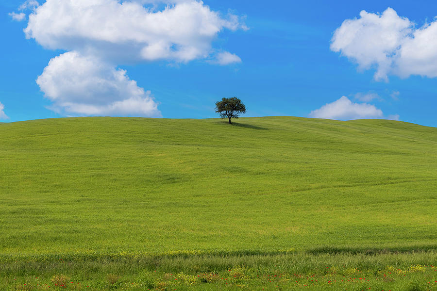 Tree in Tuscany Photograph by Pietro Ebner