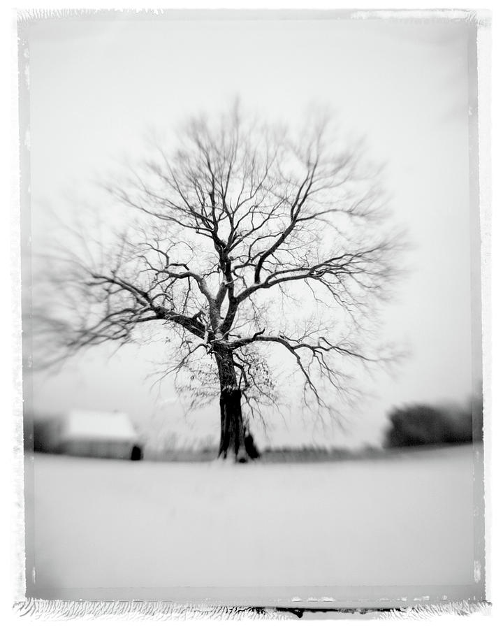 Tree in Winter Photograph by Bryan Rierson