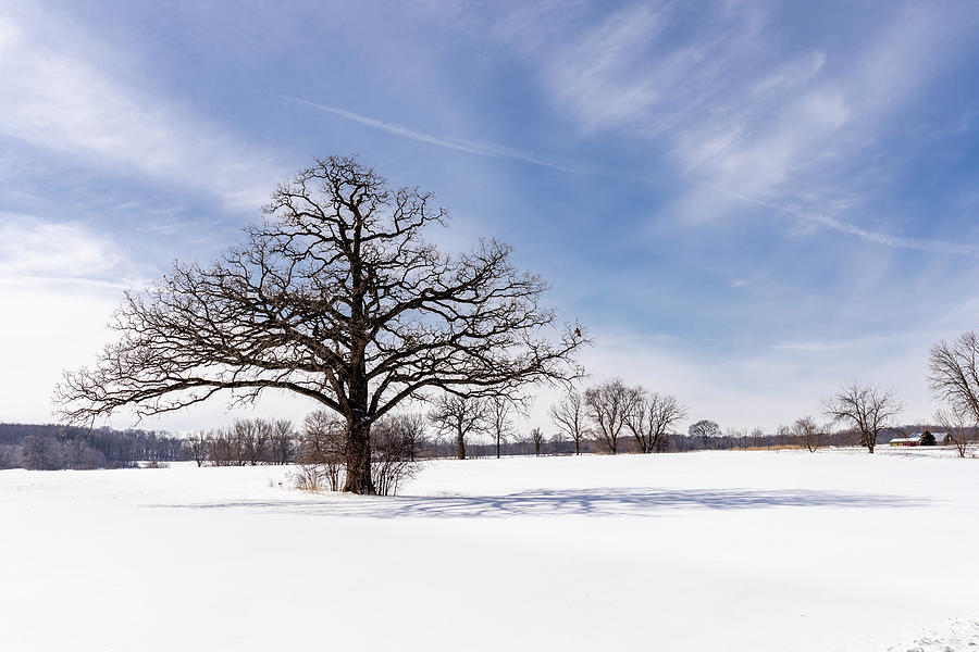 Tree in Winter Photograph by Craig A Walker