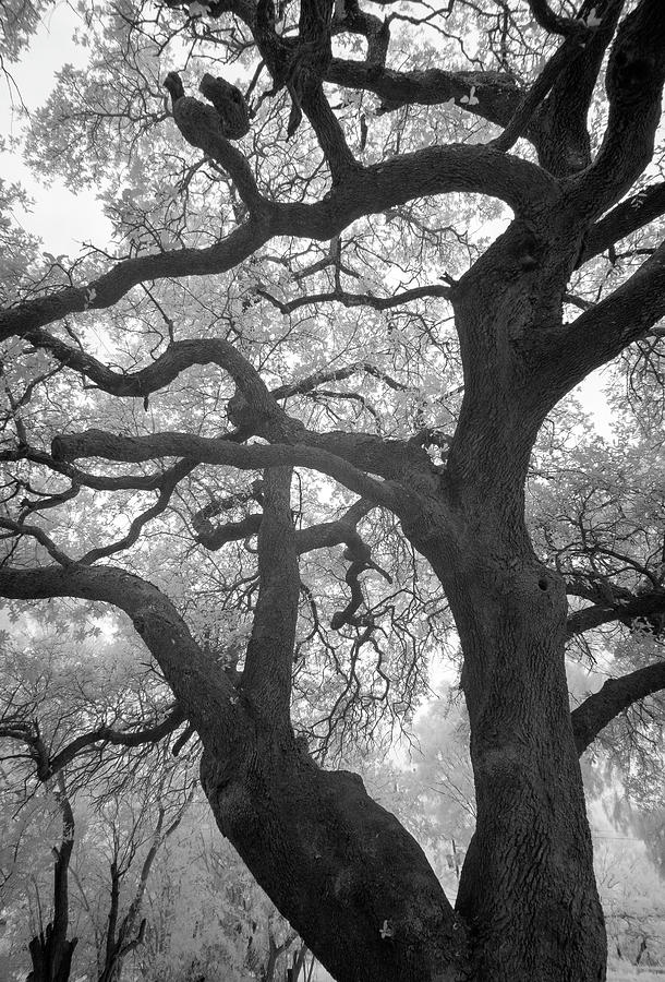 Tree Ir 0507 Photograph