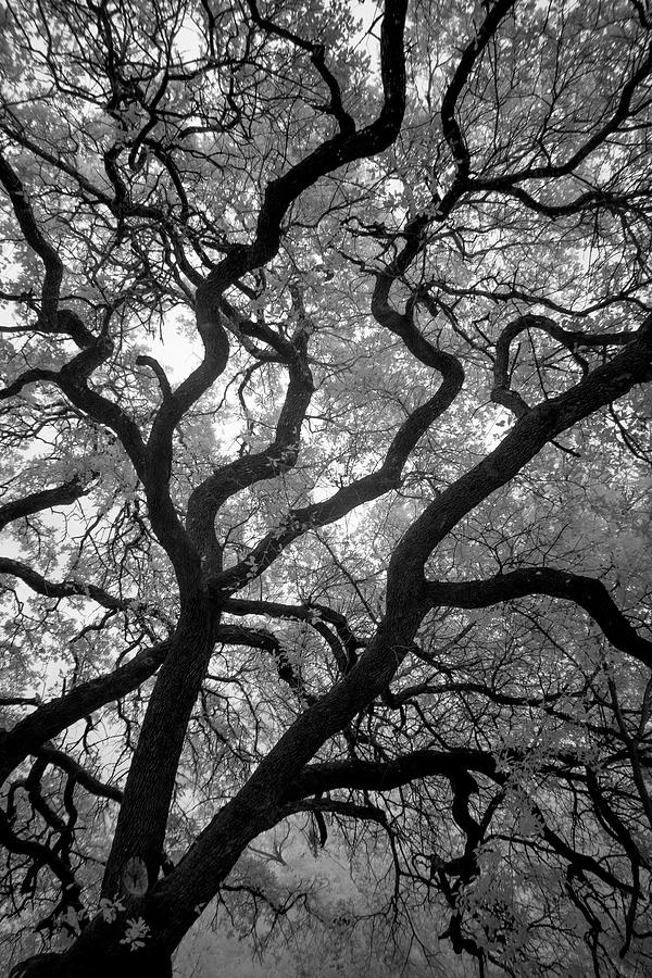Tree Ir 0508 Photograph