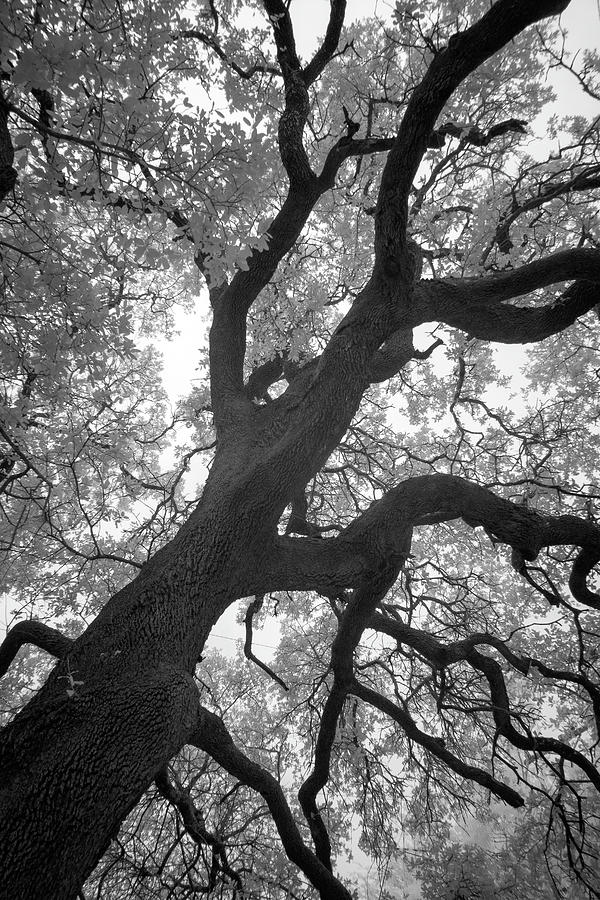 Tree Ir 0509 Photograph