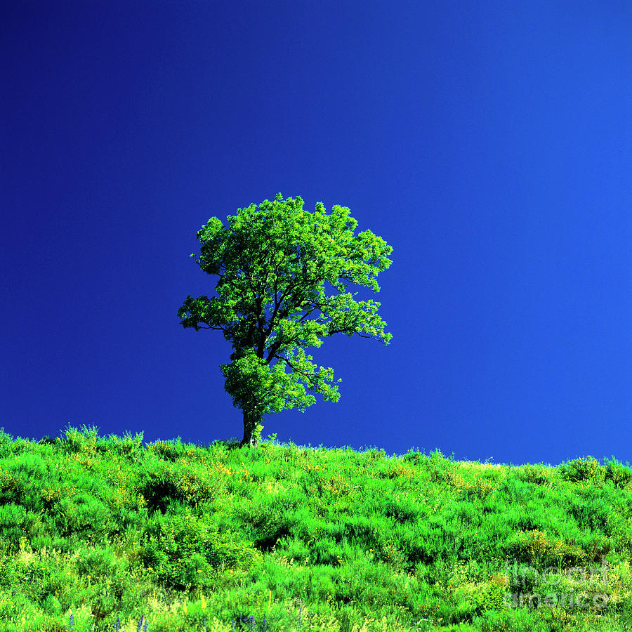 Summer Photograph - Tree isolated on a blue sky by Bernard Jaubert