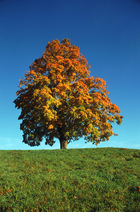 Tree Photograph by John Foxx