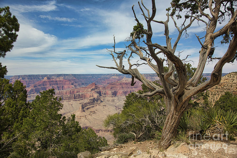 Grand Canyon National Park Photograph - Tree Landscape Grand Canyon View  by Chuck Kuhn