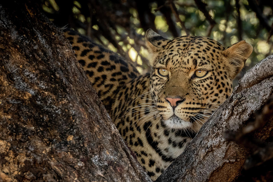 Tree Leopard Photograph by MaryJane Sesto