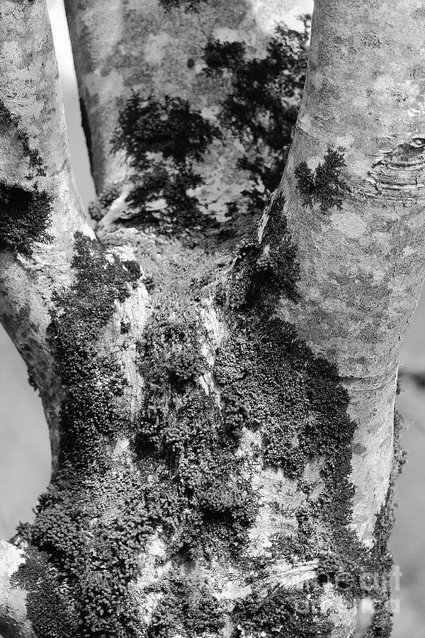 Tree Limbs Bw Vertical Effects Photograph